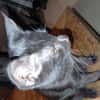 CHAT'PITRE chaton noir
