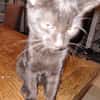 CHAT'PERLIPOPETTE chatonne noir