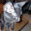 CHAT'PERLIPOPETTE chatonne noir