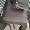 ALTESSE chatonne 1 an