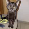 CHAT'OUILLE chatonne noire