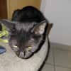CHAT'OUILLE chatonne noire