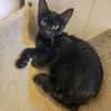 A l'adoption BRINDONE