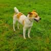 Ginger der perfekte Familienhund