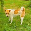 Ginger der perfekte Familienhund