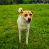 Ginger der perfekte Familienhund