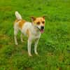 Ginger der perfekte Familienhund