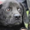 Basti - kinderlieber Familienhund