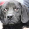 Basti - kinderlieber Familienhund