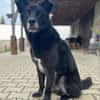 Rex sucht Menschen mit Körbchen