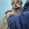 Lieber ruhiger Kater Gandalf
