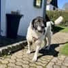 Samson - ein sanfter Riese
