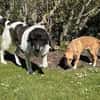 Samson - ein sanfter Riese