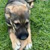Ronja verspielt und neugierig