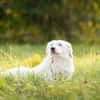 Buddy sucht ein hundeerfahrenes Zuhause