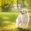 Buddy sucht ein hundeerfahrenes Zuhause