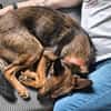 Mocci sucht sein Für-Immer-Zuhause