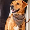 Hachiko, treuer Begleiter, ca. 8 Jahre