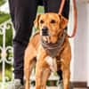Hachiko, treuer Begleiter, ca. 8 Jahre