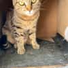 Kleine, etwas ängstliche Katze Sky