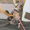 Kleine, etwas ängstliche Katze Sky