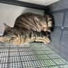Kleine, etwas ängstliche Katze Sky