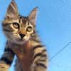 Süße Katzengeschwister MALU & MERLIN / MIA & MOMO