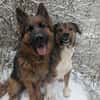 Sharo, dein neuer bester Freund