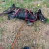 Bonni sucht dringend