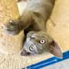 Verspielter, anhänglicher Kater Sol