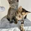 Verspielter, anhänglicher Kater Sol