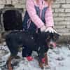 Tobi der kinderfreundliche Rüde