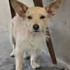 Füles, liebes Terrier Mix Mädchen