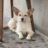 Füles, liebes Terrier Mix Mädchen