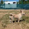 Füles, liebes Terrier Mix Mädchen
