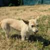 Füles, liebes Terrier Mix Mädchen