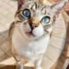 Hübscher und anhänglicher Kater Chocky