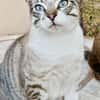 Hübscher und anhänglicher Kater Chocky