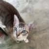 Hübscher und anhänglicher Kater Chocky