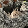 Chihuahua Minnie sucht tolle Menschen