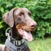 Carlo, toller Familienhund