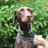 Carlo, toller Familienhund