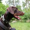Carlo, toller Familienhund