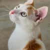 Verschmuster junger Kater Peter