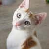 Verschmuster junger Kater Peter