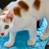 Verschmuster junger Kater Peter