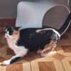 Soziale, junge Katze Hada