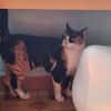 Soziale, junge Katze Hada