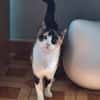 Soziale, junge Katze Hada
