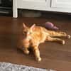Dino sucht Dich